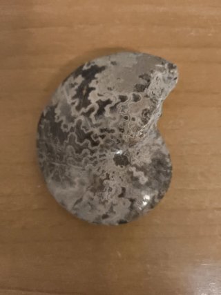 Amonite pulida