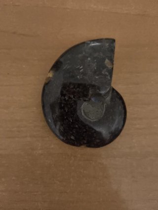 Amonite pulida