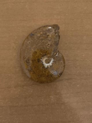 Amonite pulida