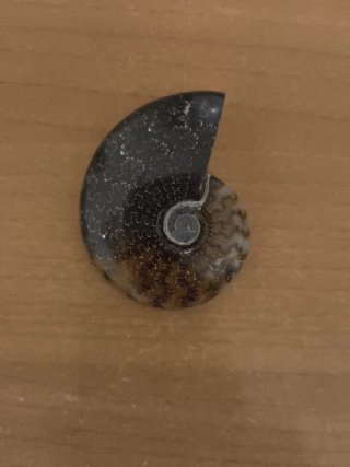 Amonite pulida