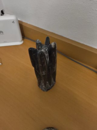 Orthoceras Fósil