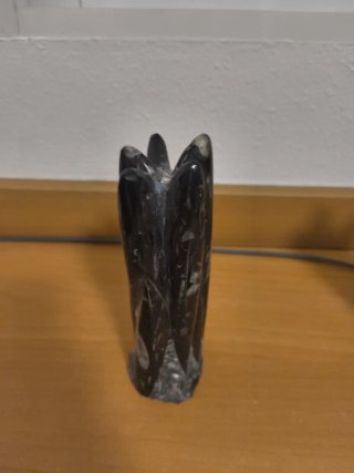 Orthoceras Fósil