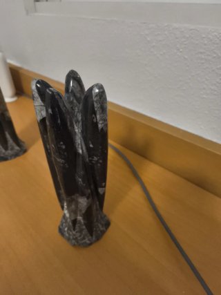 Orthoceras Negro y Blanco