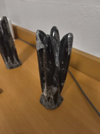 Orthoceras Negro y Blanco