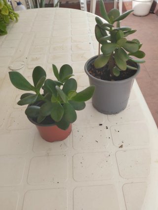 Planta de interior y exterior