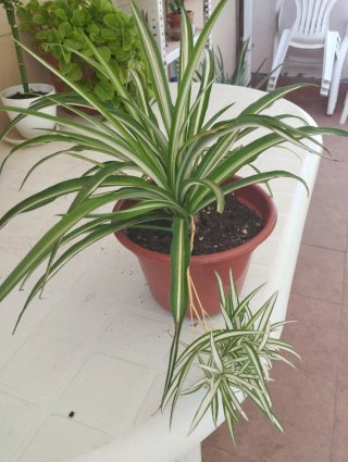 Planta de interior y exterior