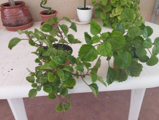 Planta de interior y exterior