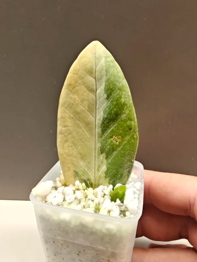 Zamioculcas Variegata Piantina