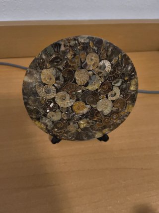 Amonite Circular Decorativo