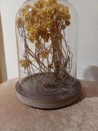 Decoración floral seca en campana de cristal
