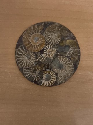 Amonite Circular Decorativo