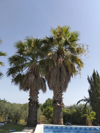 Palmeras