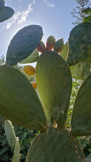 2 pale di Opuntia ficus indica o Fico d'India