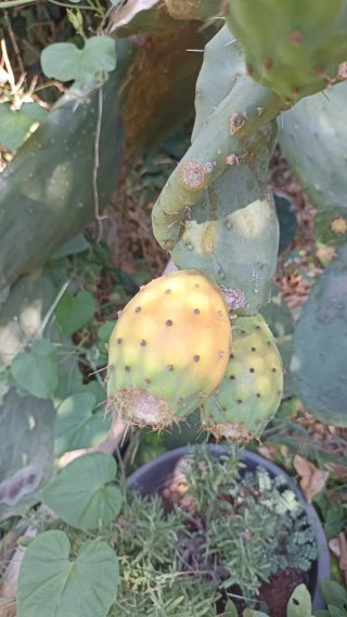 2 pale di Opuntia ficus indica o Fico d'India