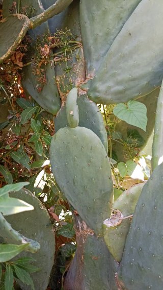 2 pale di Opuntia ficus indica o Fico d'India