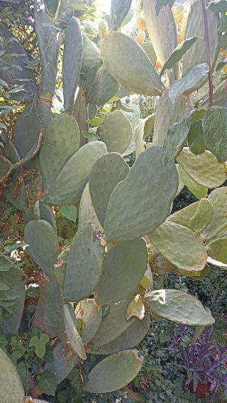 2 pale di Opuntia ficus indica o Fico d'India