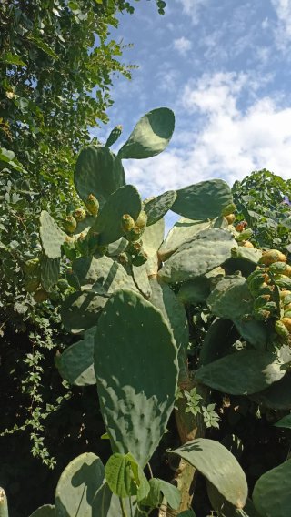 2 pale di Opuntia ficus indica o Fico d'India