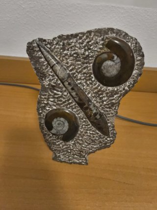 Amonites y Belemnites