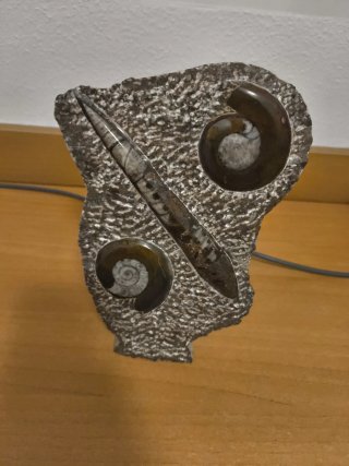 Amonites y Belemnites