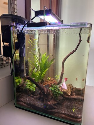Acuario 19L con accesorios