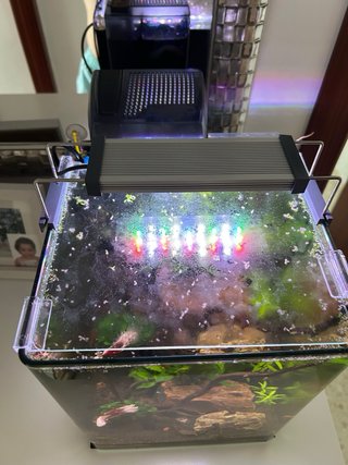 Acuario 19L con accesorios
