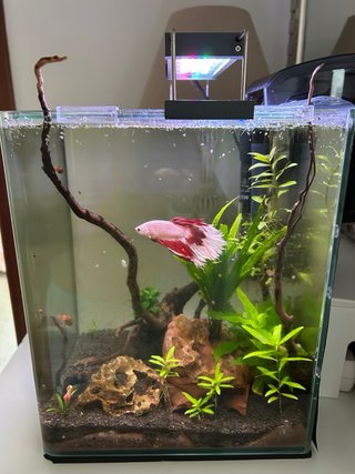 Acuario 19L con accesorios