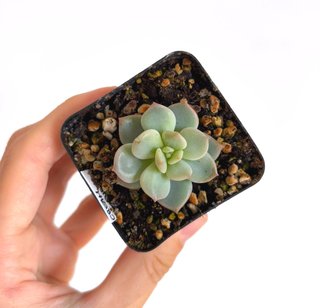 Echeveria Cream Puff
