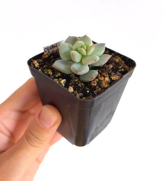 Echeveria Cream Puff