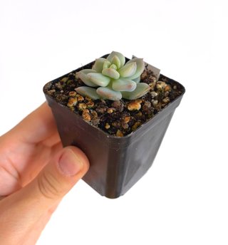 Echeveria Cream Puff