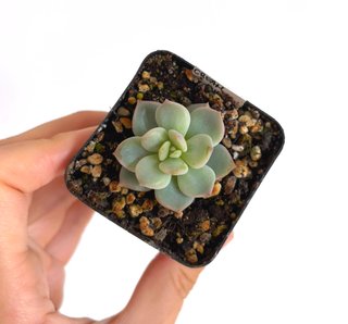Echeveria Cream Puff