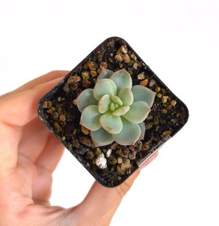 Echeveria Cream Puff