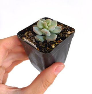 Echeveria Cream Puff