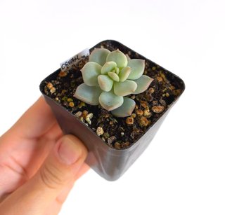 Echeveria Cream Puff