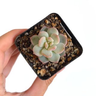 Echeveria Cream Puff