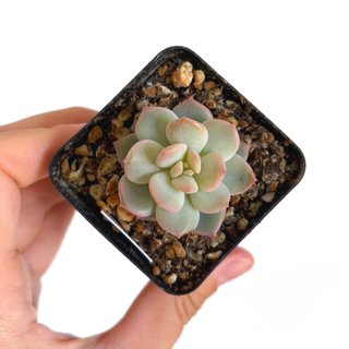 Echeveria Cream Puff