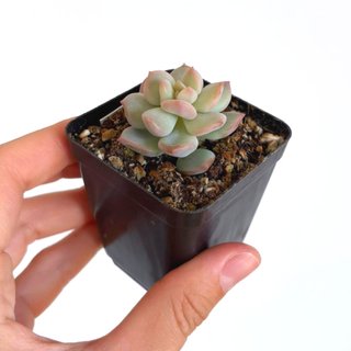 Echeveria Cream Puff