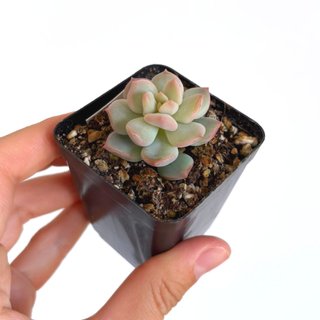 Echeveria Cream Puff