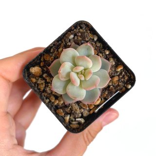 Echeveria Cream Puff