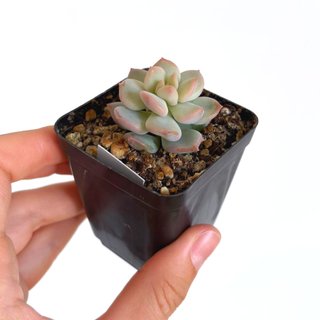 Echeveria Cream Puff
