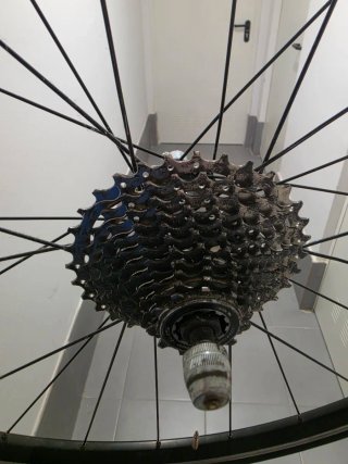 Rueda Trasera Shimano Rodillo Continental