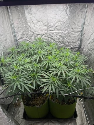 Armario Cultivo Indoor