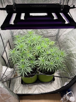Armario Cultivo Indoor