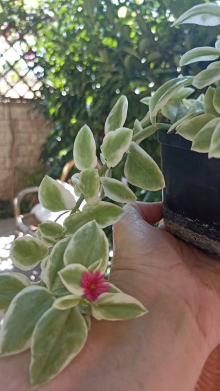Pianta Cardifolia Variegata