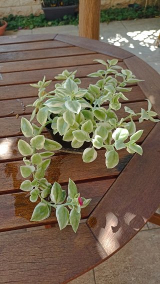 Pianta Cardifolia Variegata