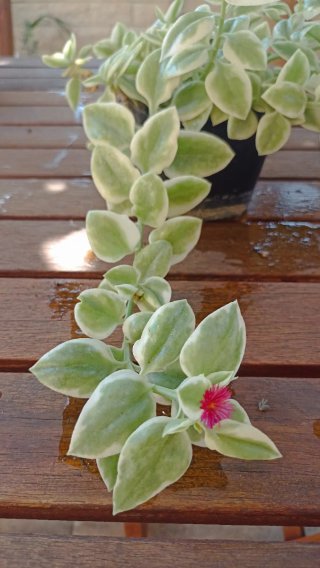 Pianta Cardifolia Variegata