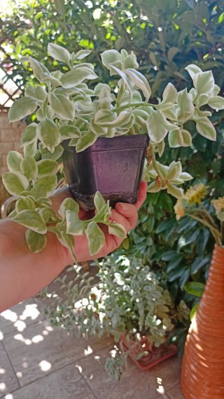 Pianta Cardifolia Variegata