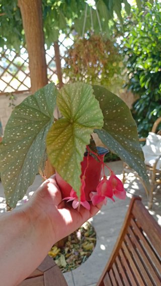 Begonia maculata in vasetto cm 10 di diametro