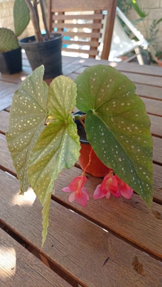 Begonia maculata in vasetto cm 10 di diametro