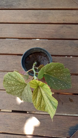 Begonia maculata in vasetto cm 10 di diametro