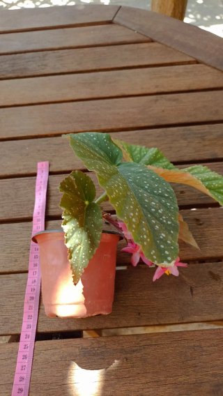 Begonia maculata in vasetto cm 10 di diametro